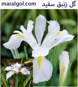 گل زنبق سفید برای مراسم تسلیت